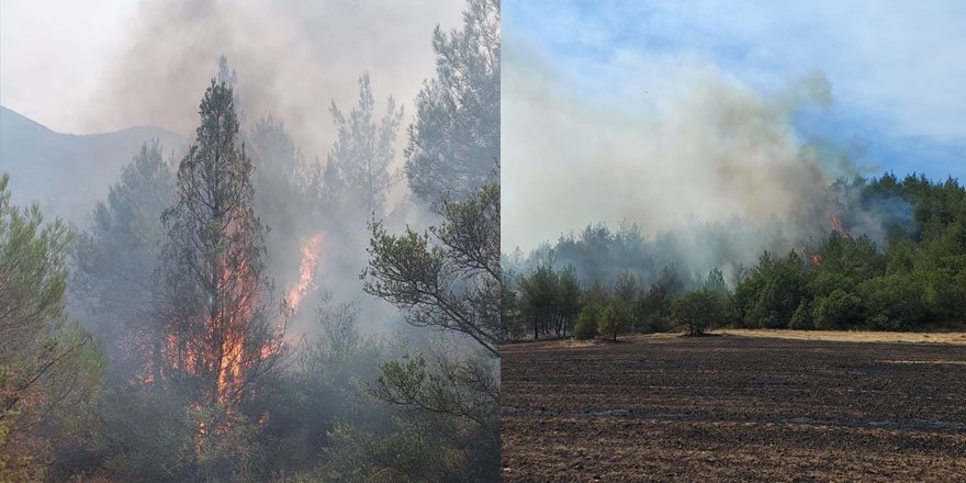 Sakarya'da orman yangını çıktı! Ekipler alevlere müdahale ediyor