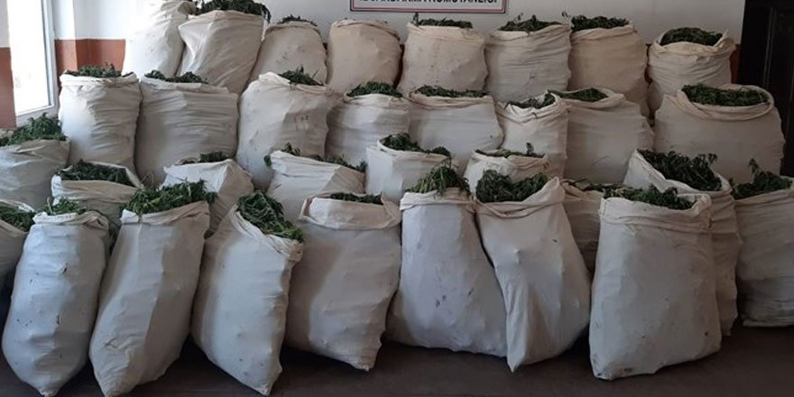 1 milyon 119 bin kök kenevir ve 756 kilogram esrar ele geçirildi!