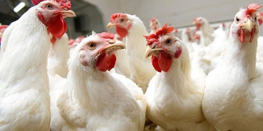 Çin’e gönderilen dondurulmuş tavuk kanatlarında Kovid-19 çıktı!