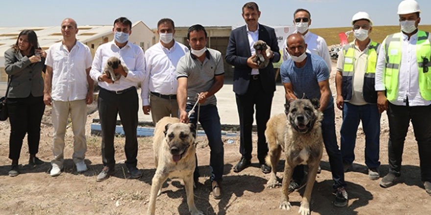 Kangal köpeğinin genetik yapısı çipli takiple korunacak