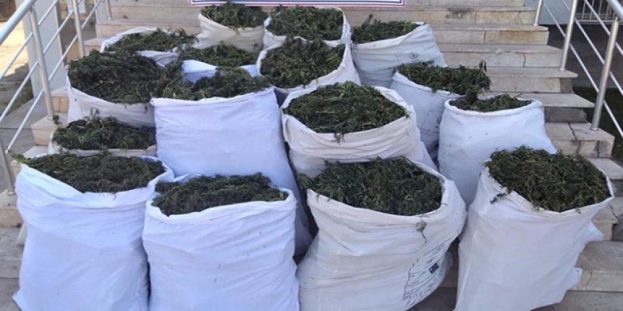Bingöl'de 251 kilogram esrar ele geçirildi