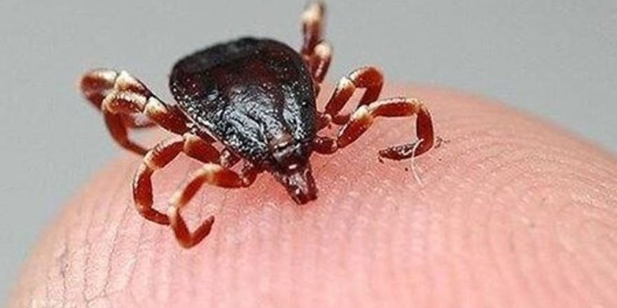 Sivas'ta KKKA şüphesiyle ölüm