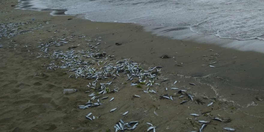 Vatandaşlar şok oldu! Yüzlerce ölü balık sahile vurdu