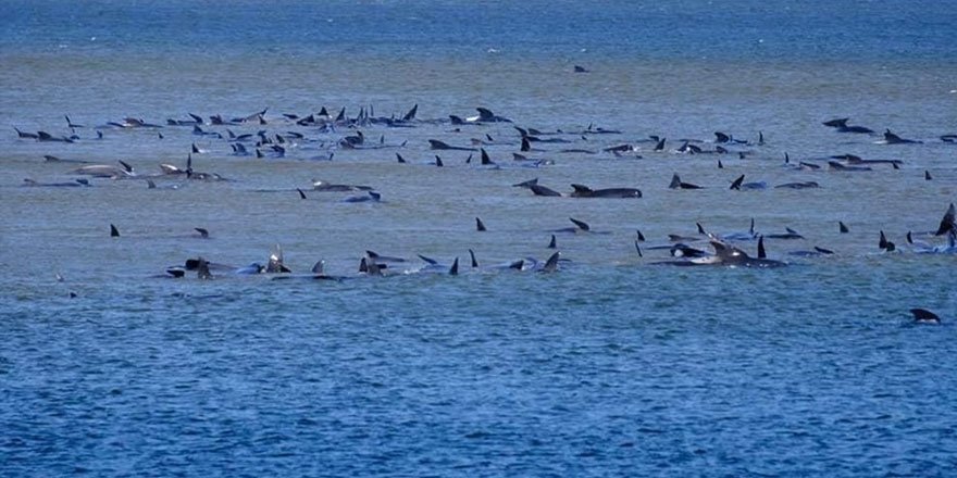 Avustralya'da sığ sularda mahsur kalan balina sayısı 470’e çıktı