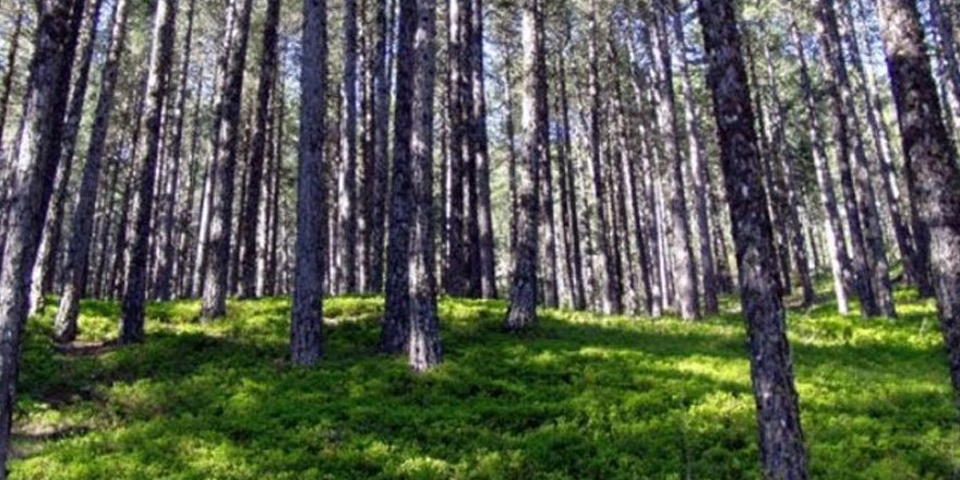 Muğla'da Orman İşletme Müdürü tutuklandı