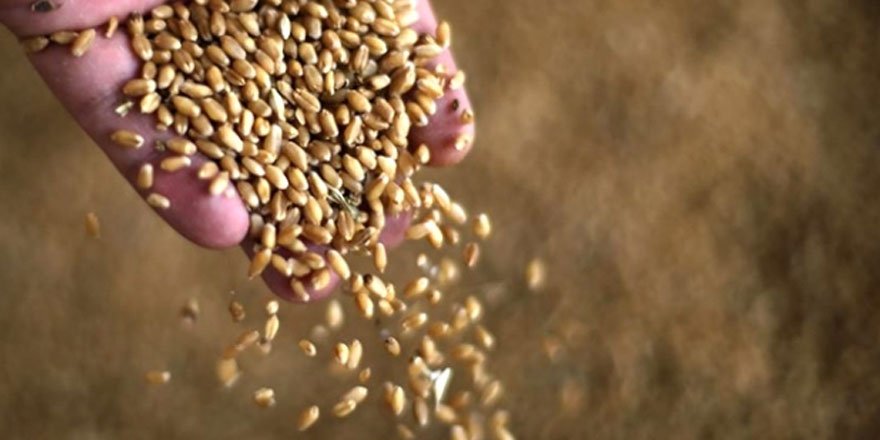 Buğday, arpa ve mısır ithalatında gümrük vergisi sıfırlandı