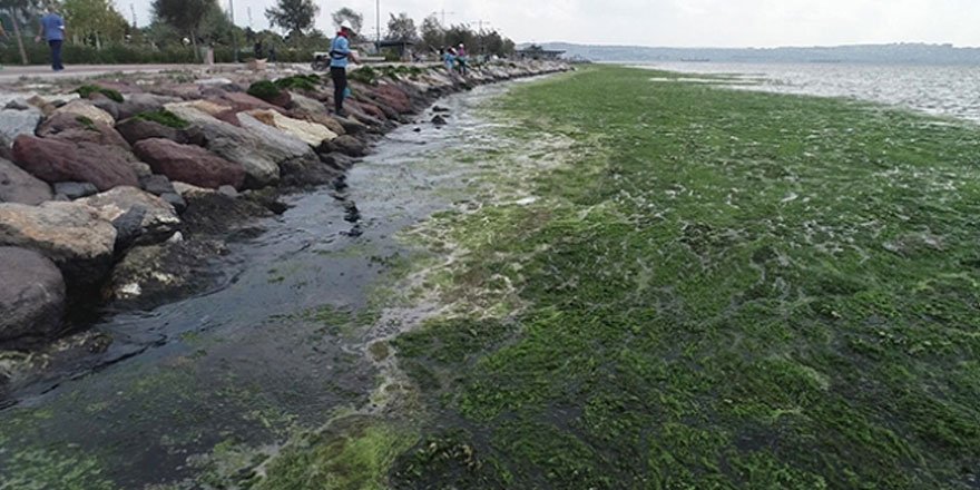 Karşıyaka sahili 'deniz marulu' yosunlarla kaplandı