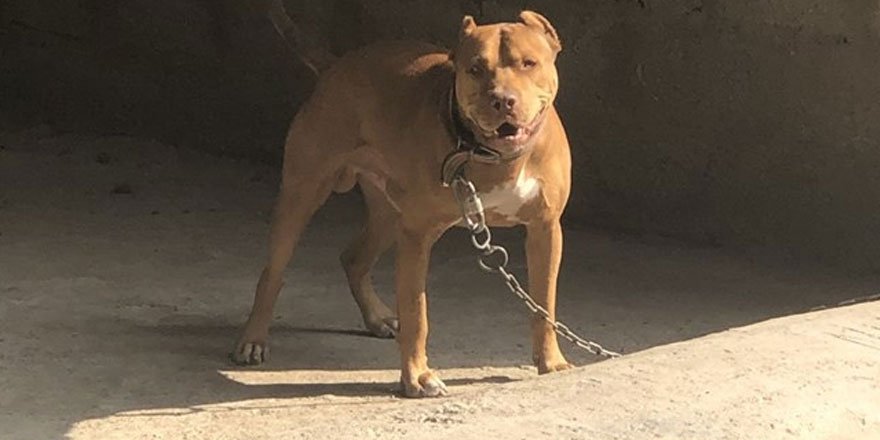 Adana'da pitbull besleyen iki kişiye 28 bin 689 lira ceza