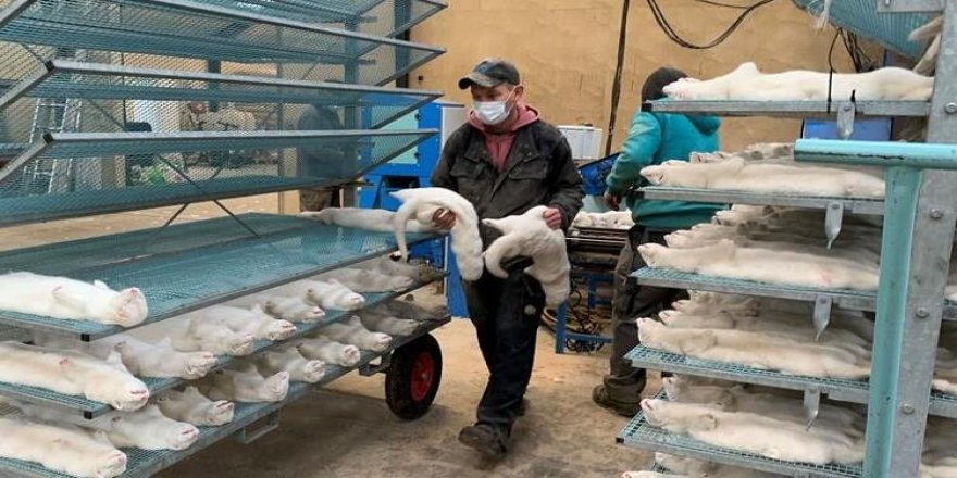 Vizon koronavirüsü alarmı! Kovid-19 aşı adayları tehlikede
