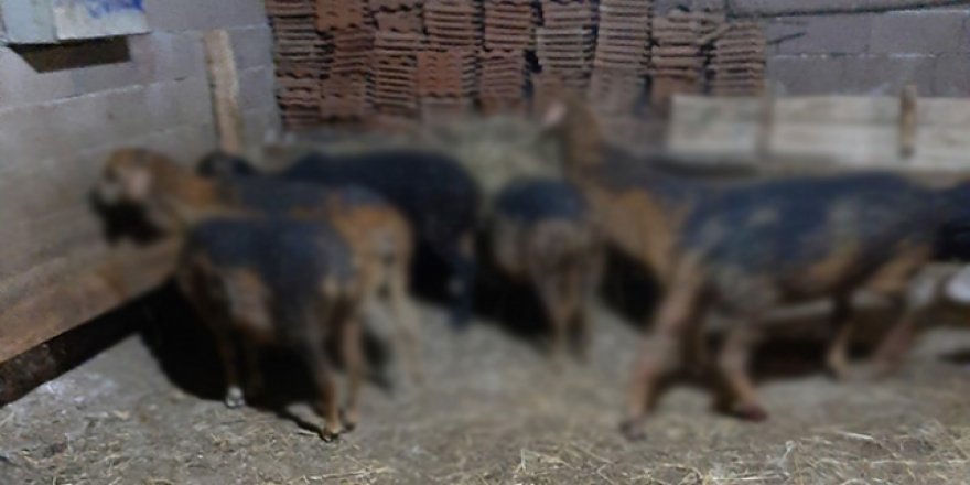 Kütahya'da 70 hayvan telef oldu