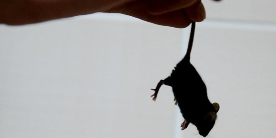 Burdur'da tarla faresi ile mücadele başlatıldı