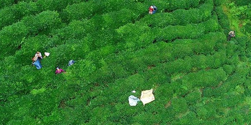 Türk çayından 15 milyon dolar gelir elde edildi