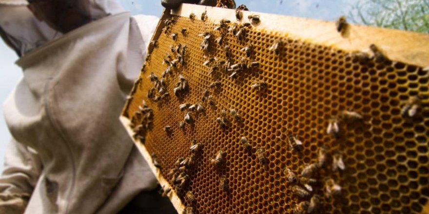 Koronavirüs korkusu bal satışlarını patlattı!