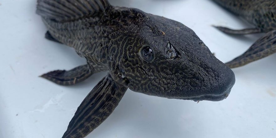 Suların kalitesini yok eden istilacı balıklar Eskişehir’de görüldü