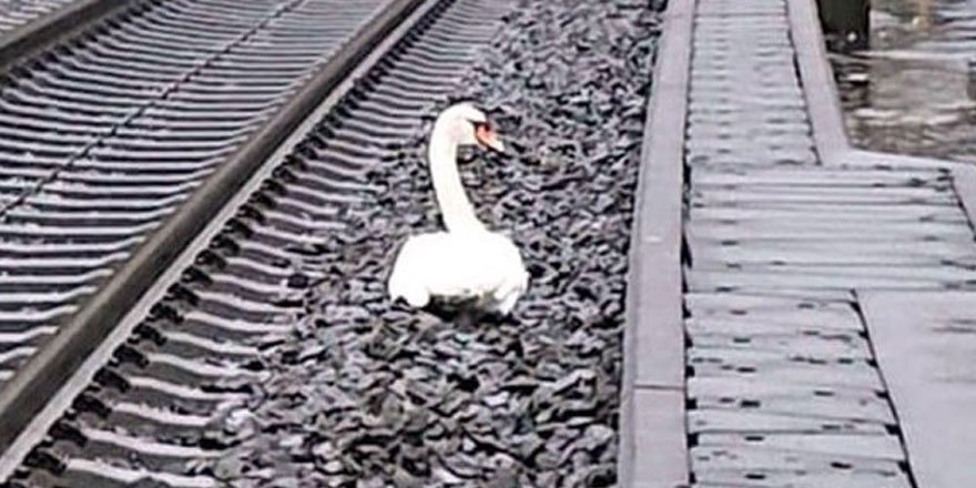 Eşinin yasını tutan kuğu 23 tren seferini durdurdu