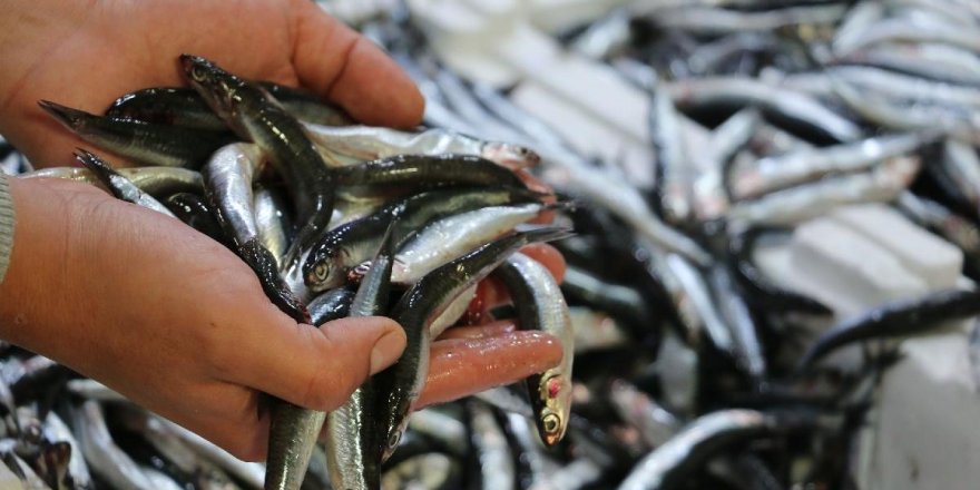 İstanbul Boğazı ve Karadeniz'de hamsi avı yasaklandı