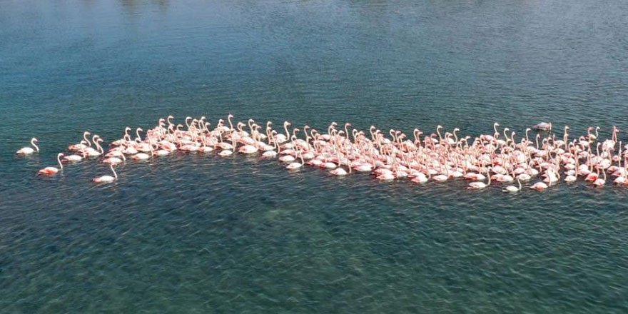 İzmir'de flamingolar körfezi şenlendiriyor