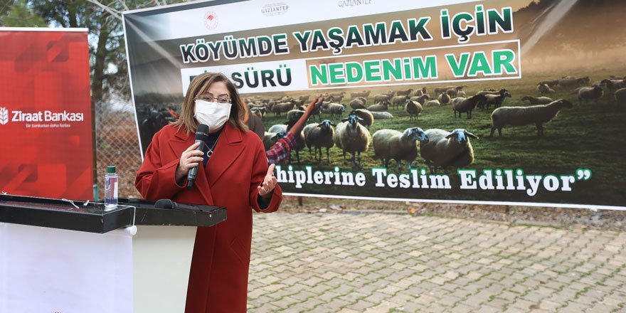 Çiftçilere yönelik küçükbaş hayvan desteği başladı!