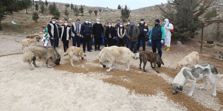 Sokak hayvanlarını besleyen büyükşehir ekibine Hatipoğlu da katıldı!