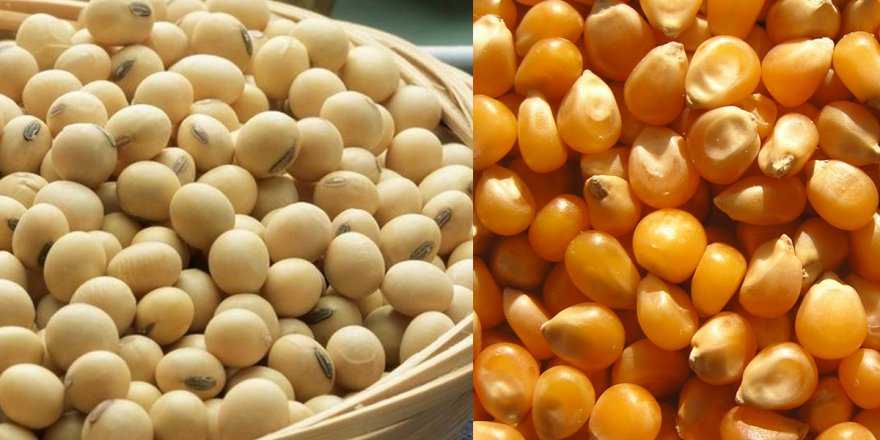 Tarım Bakanlığı, GDO'lu 2 soya ve bir mısır çeşidine onay verdi