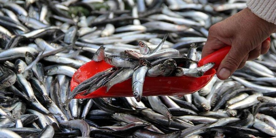 Bakanlık duyurdu! Hamside av yasağı uzatıldı