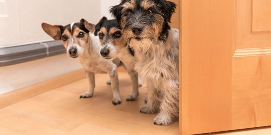 Hayvan hakları düzenlemesi 2 hafta içinde TBMM'de!