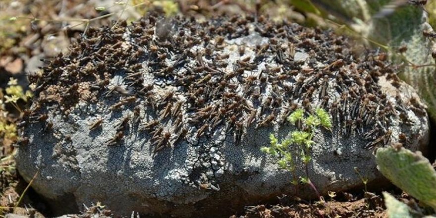 Çekirge istilası nedeniyle OHAL ilan edildi