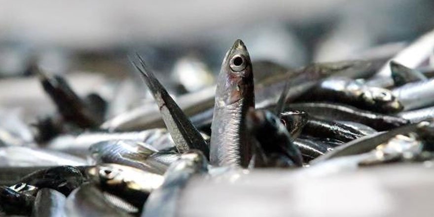 Hamsi avı kısıtlaması kalkıyor