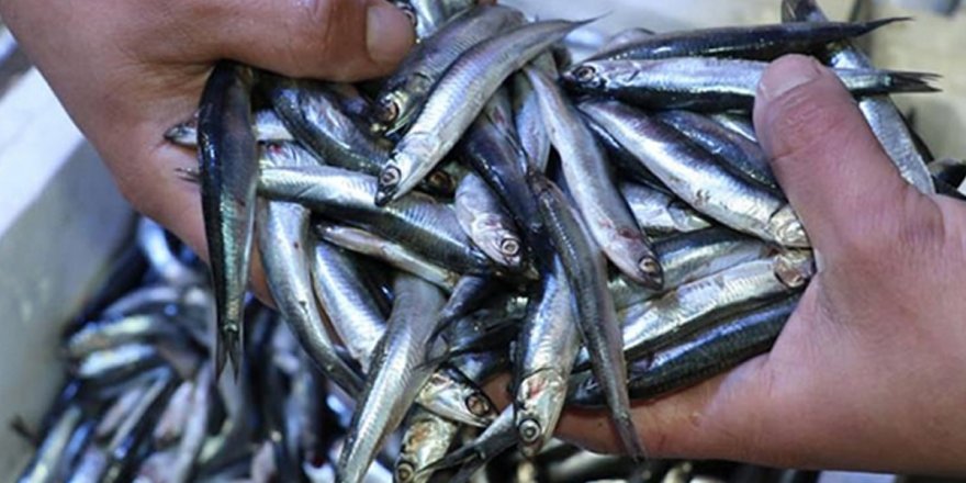 Hamsi avı yasağının bitiş tarihi belli oldu
