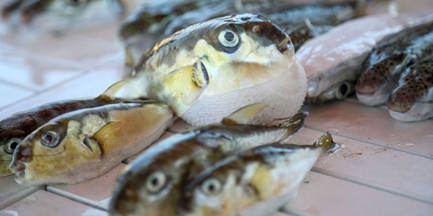 Balon balığı gemi kaptanını öldürdü