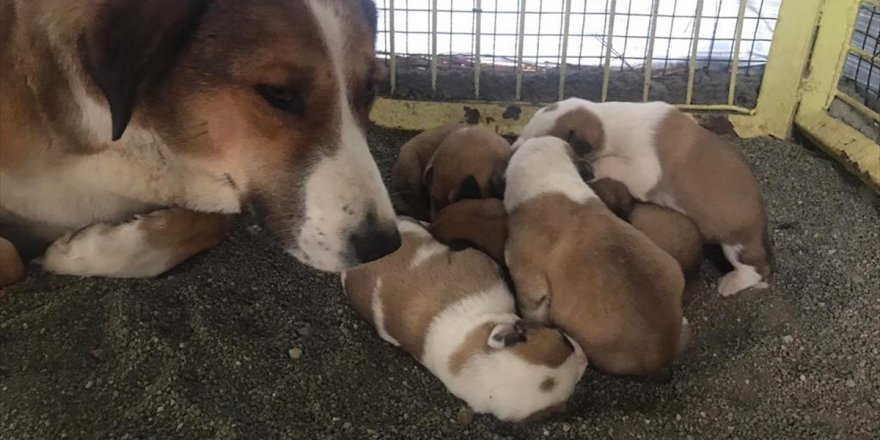 Çorum'da Donmak Üzereyken Bulunan Köpek Ve 4 Yavrusu Korumaya Alındı