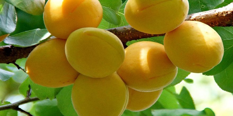 Iğdır'da kayısı üretimi 9 bin fidan desteğiyle 1100 ton artması hedefleniyor