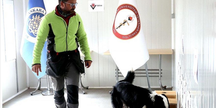 Özel eğitimli köpek 'Zippo' Kovid-19 virüsünü kokudan tespit ediyor