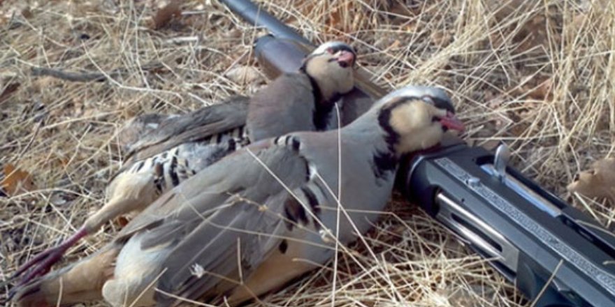 Iğdır'da kaçak keklik avcılarına 11 bin 328 lira ceza kesildi