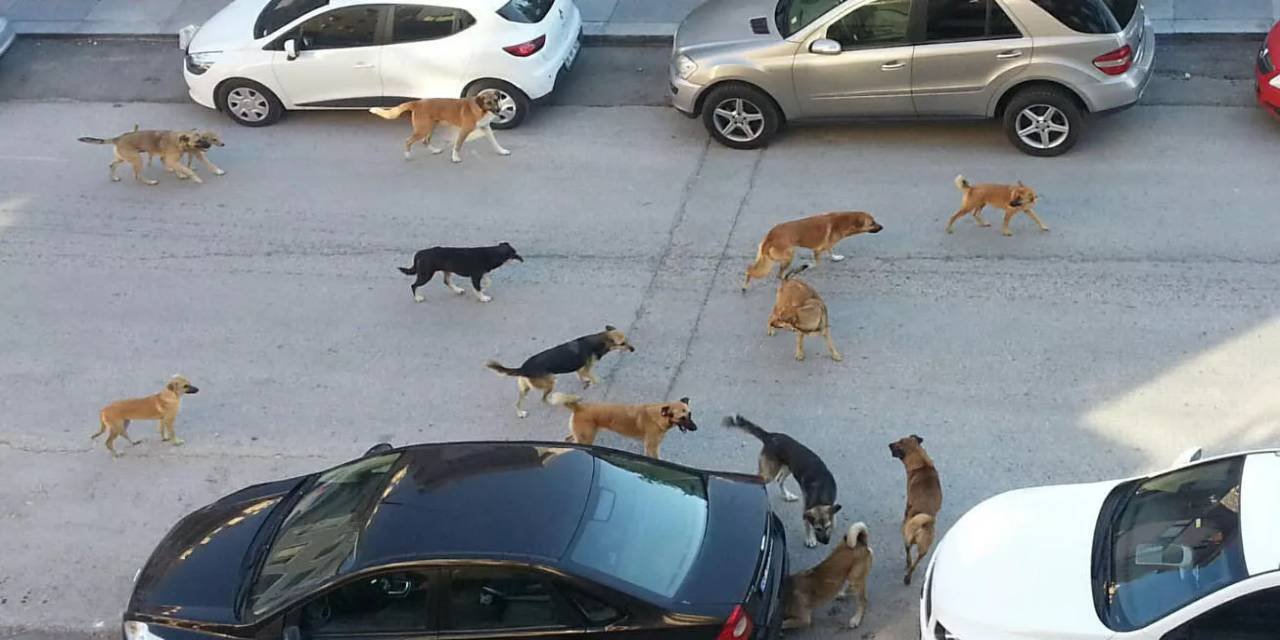 Sokak Köpekleri Ankara ve Karabük'ü Ayağa Kaldırdı