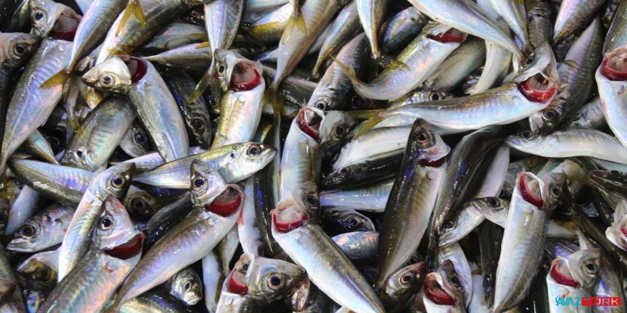 Balık tezgahlarına istavrit ne zaman gelecek, fiyatları düşecek mi?