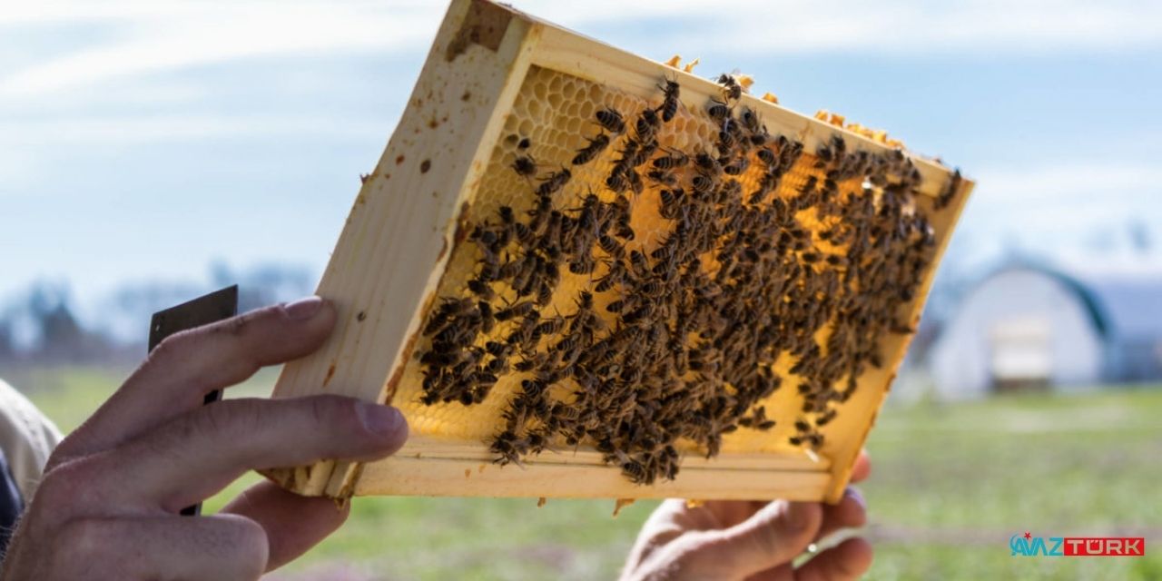 Milyonları ilgilendiren tehlike açıklandı! O hayvanların nesli tükeniyor! İşte kapıdaki büyük risk