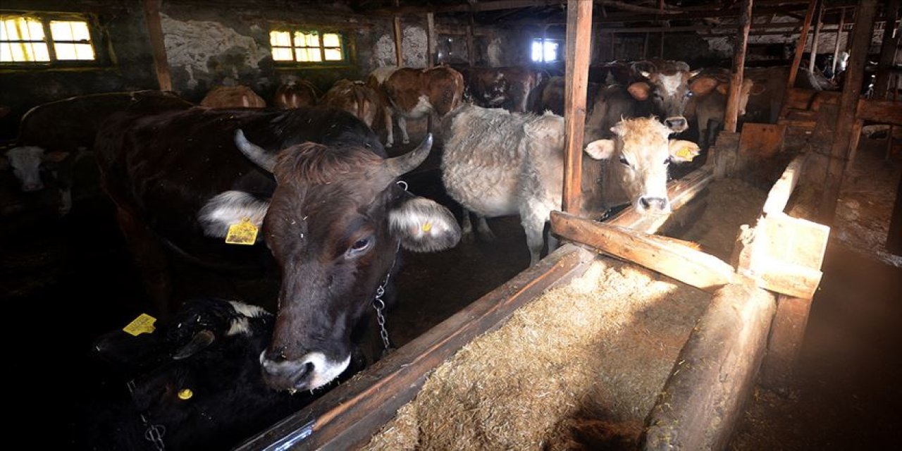 Depremzede çiftçilerin dikkatine! Telef olan hayvanlar ayni olarak karşılanacak!