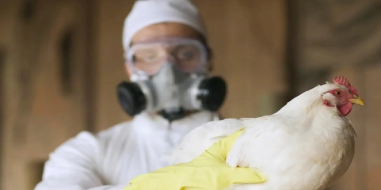 KUŞ GRİBİ salgını beyaz eti fena vurdu! ZAM üstüne ZAM! İşte son durum...