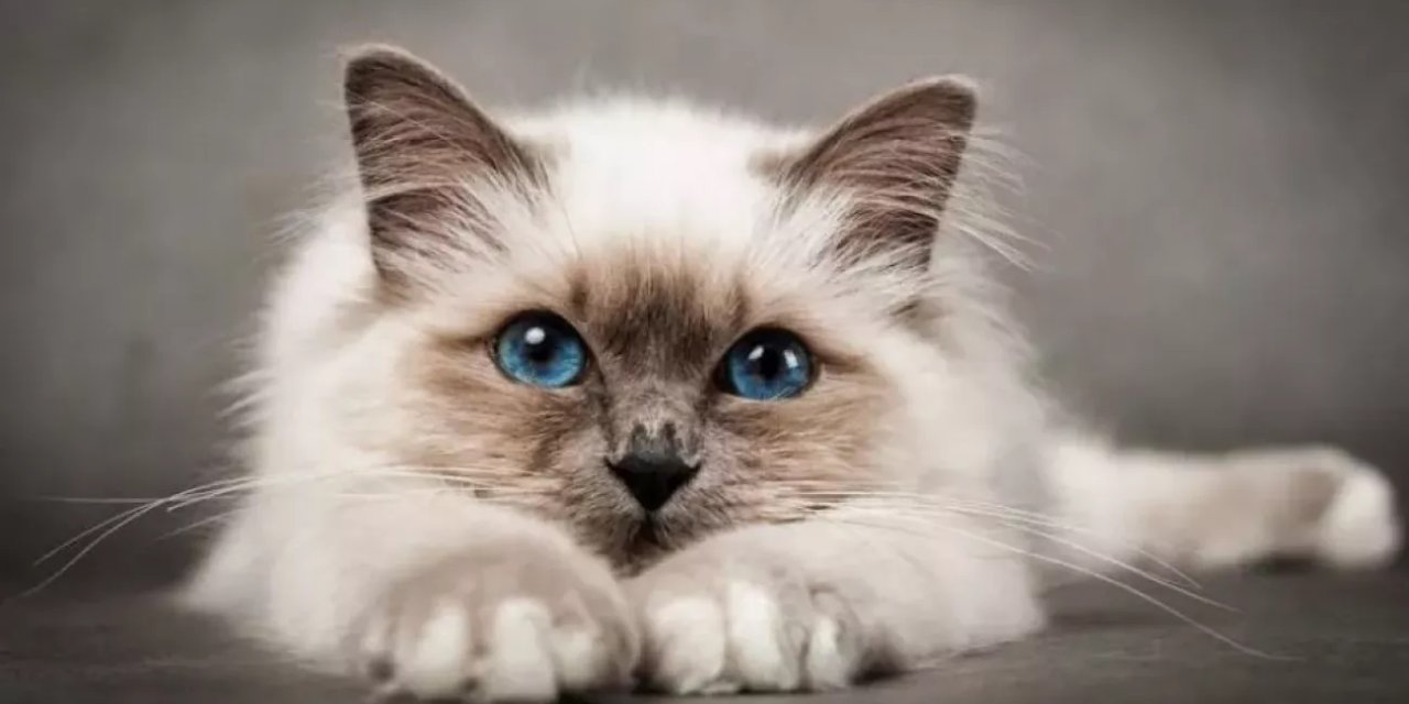 Kedi kokusunu geçirmek için bu doğal yöntemleri denemelisiniz!