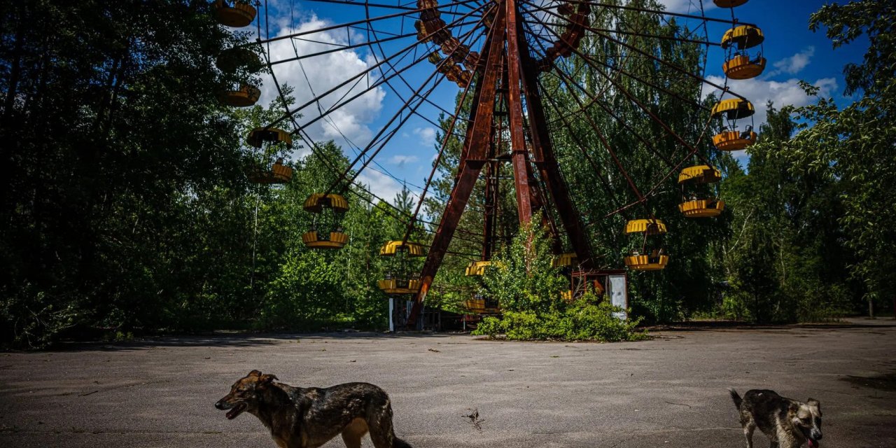 Çernobil patlamasından etkilenen köpeklerin gen dizilimi ortaya çıktı, umut olabilir!