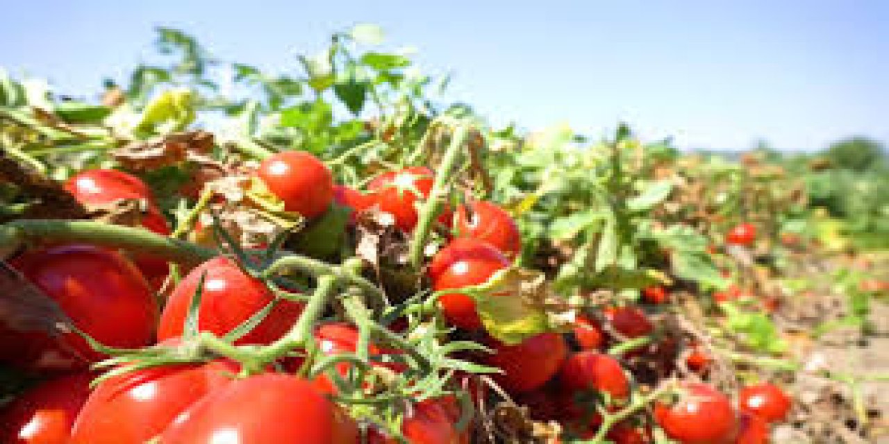 Domates konservesi yapacaklar dikkat! 30 TL olan Domates için son durum