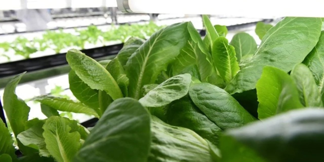 Bitkiler özel ses dalgası ile haberleşiyor! Kırılıp, koparıldığında çıldırıyor! Ultrasonik patlama sesi gerçeği…