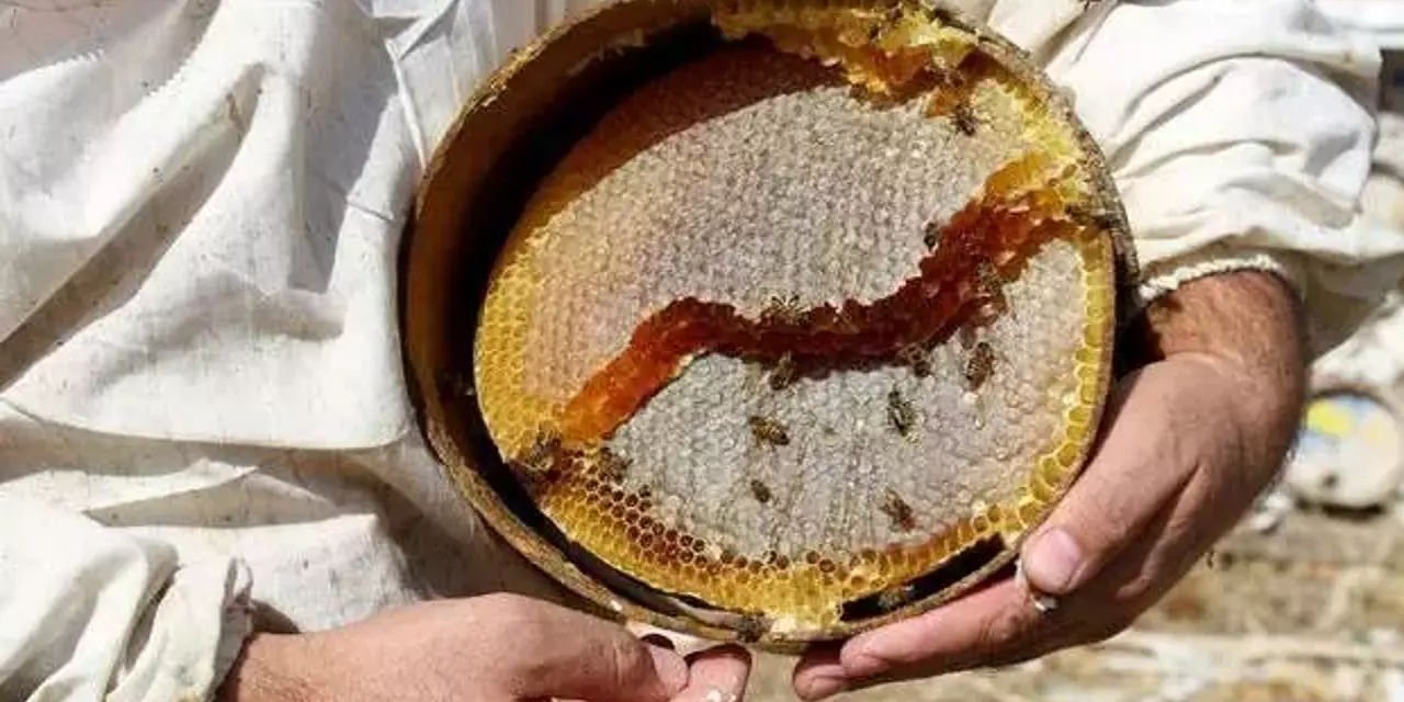 300 kilo çıkan ürün 30 tona çıkarılıyor: Sahte Türk balına büyük yasak kapıda! Yıl sonu gelmeden…