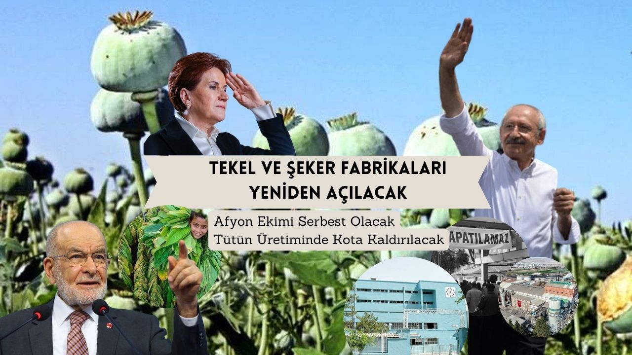 Tütün ekmek, afyon yetiştirmek serbest olacak! Tekel fabrikaları yeniden açılacak