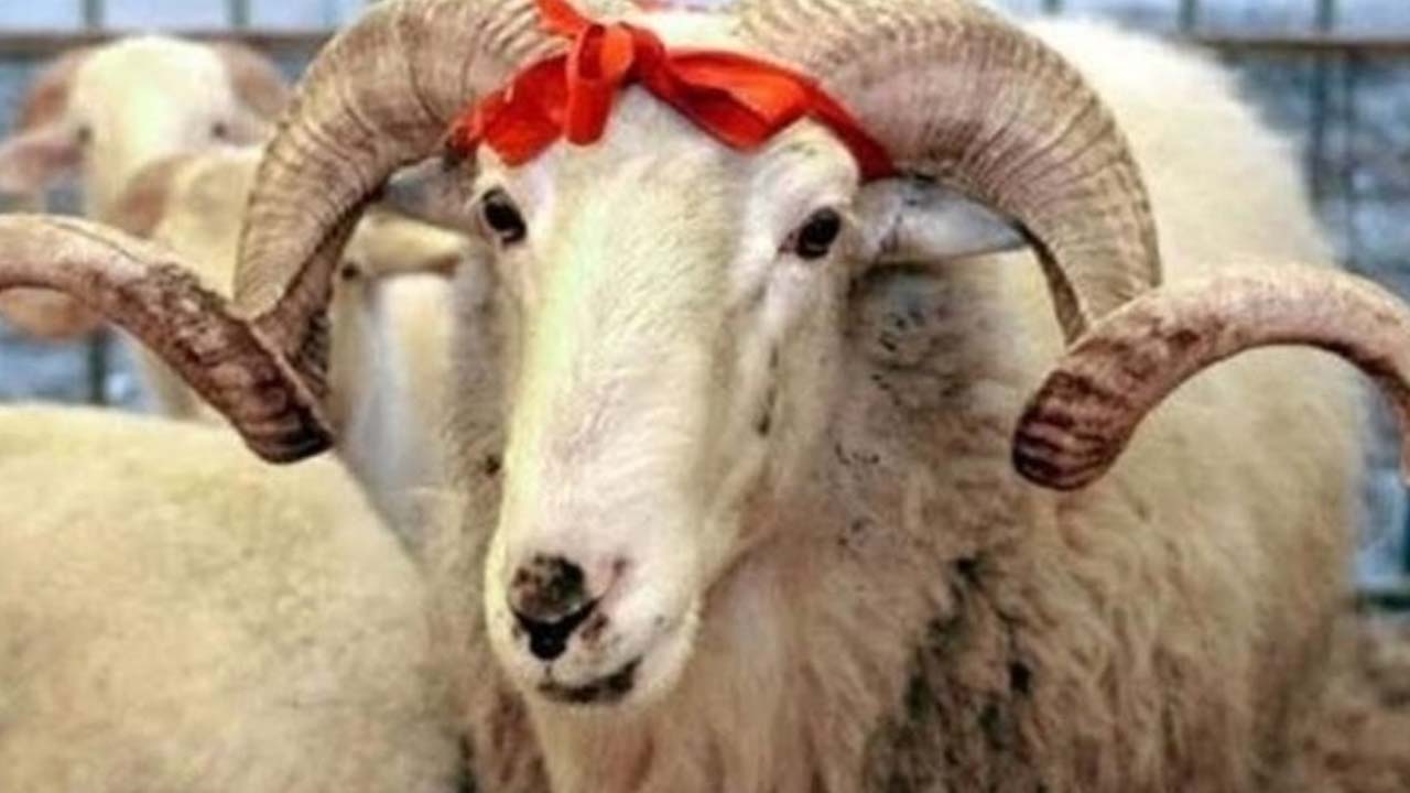 Koç, dana, koyun: Bu sene kurbanlık satın alacak olan vatandaşlar dikkat! Fiyatlar…