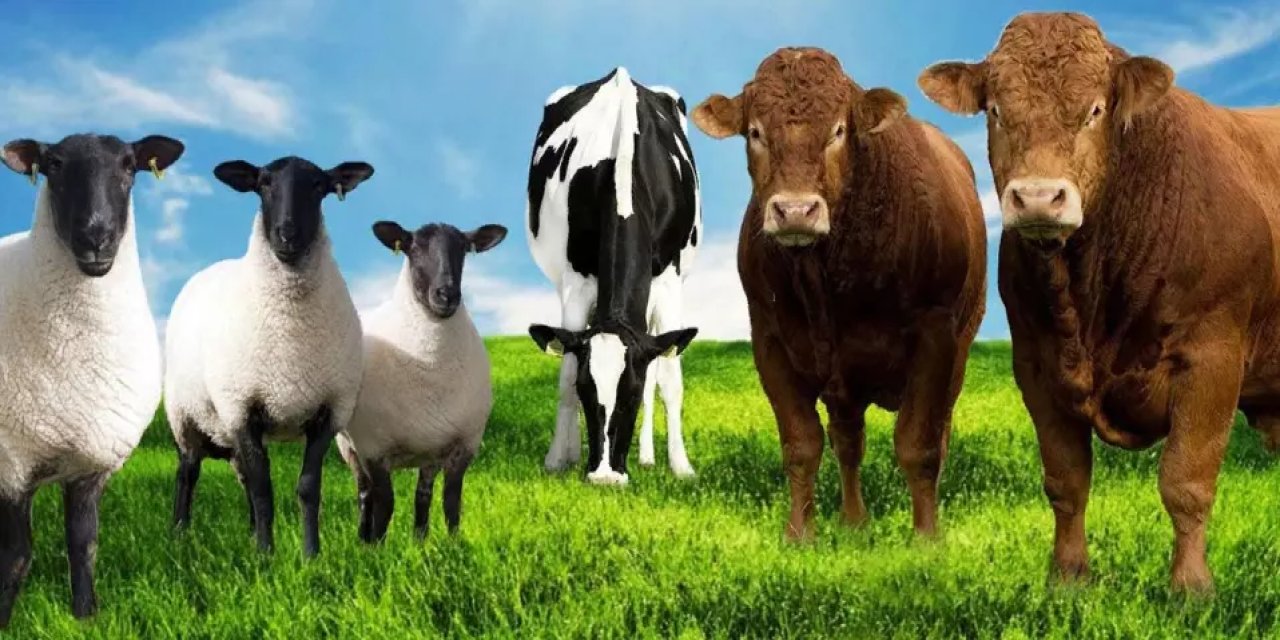 2023 yılı kurbanlık fiyatlarında 100 Bin TL ŞOKU! İşte güncel DANA, KOÇ ve KOYUN fiyatları...