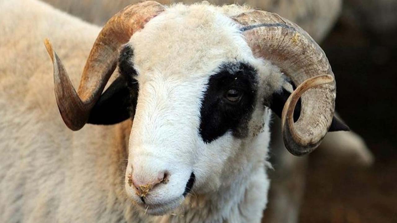 Kurban Bayramı yaklaşırken flaş açıklama: Bu sene 5 Bin 950 TL olarak belirlendi!