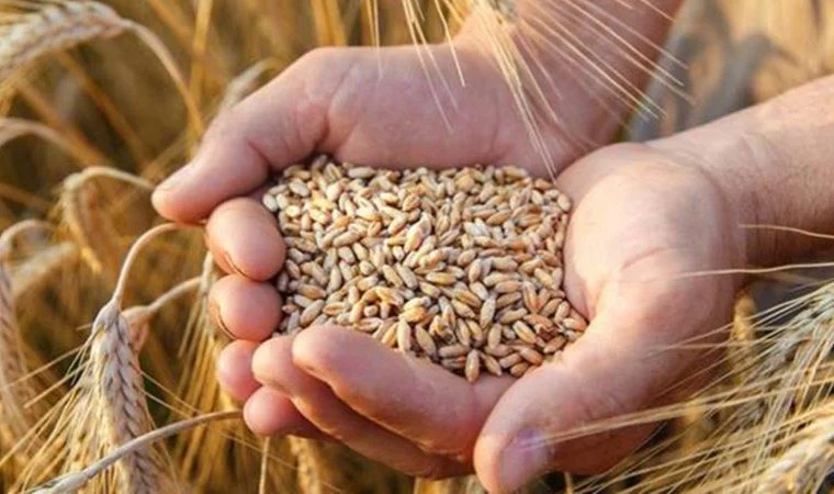 Çiftçiye, fırıncıya ve vatandaşa kötü haber! Buğdaya %50 ZAM GELİYOR