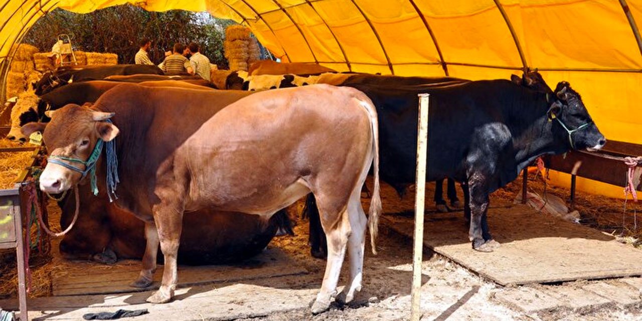 2023 kurbanlık fiyatları şaşırttı! Küçükbaş, büyükbaş kurbanlık ne kadar?